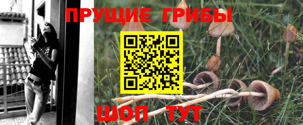 Ногинск  Галлюциногенные грибы MAGIC MUSHROOMS  Вход с VPN 