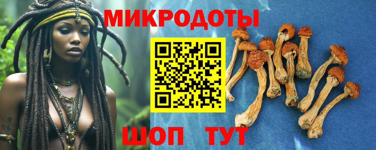 Псилоцибиновые грибы Psilocybe Ногинск